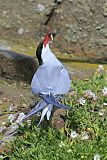 Arctic Tern